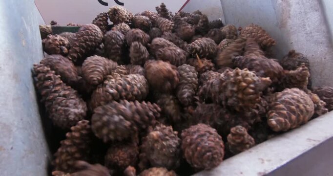 Extracting seeds from pine cones. The process of cleaning the cones and extracting the seeds for subsequent forest restoration.