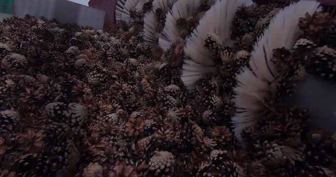 Extracting seeds from pine cones. The process of cleaning the cones and extracting the seeds for subsequent forest restoration.