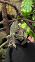 Curious green veiled chameleon sitting on a person's black sleeve inside a lush terrarium, exotic pet handler interacting with an uncommonly beautiful lizard in a tropical background video clip © Baifoworld