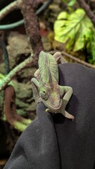 Curious green veiled chameleon sitting on a person's black sleeve inside a lush terrarium, exotic pet handler interacting with an uncommonly beautiful lizard in a tropical background video clip © Baifoworld