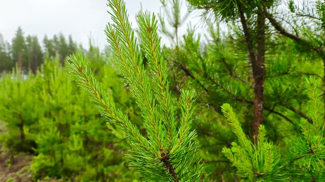 Young pine saplings are growing on the site of the felled forest