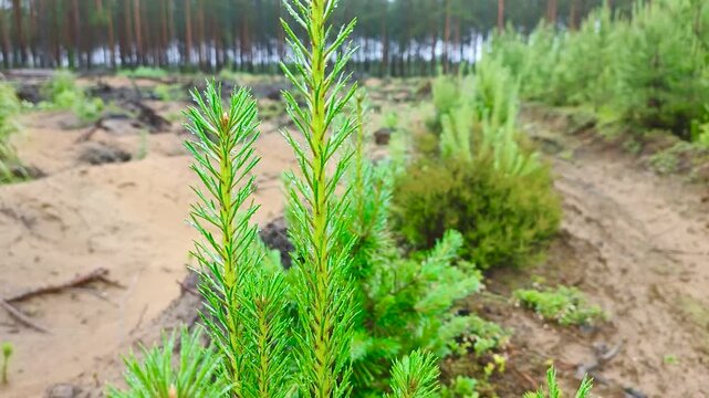Young pine saplings are growing on the site of the felled forest