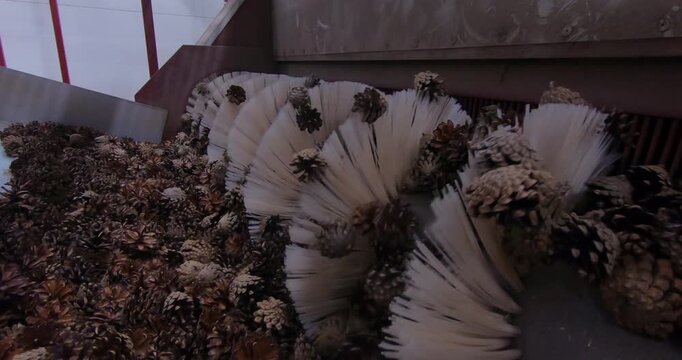 Extracting seeds from pine cones. The process of cleaning the cones and extracting the seeds for subsequent forest restoration.
