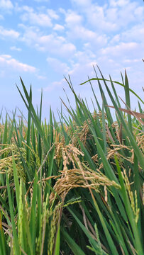 Golden rice ears in green paddy field against beautiful blue sky