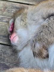 Snow Monkey Resort in Nagano, Japan © philippe paternolli
