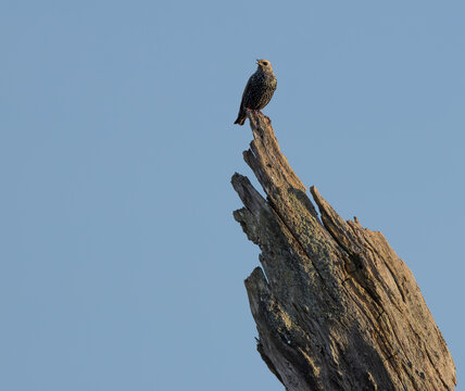 European Starling Calling from Dead Tree Against Blue Sky