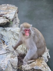 Snow Monkey Resort in Nagano, Japan © philippe paternolli