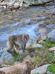 Snow Monkey Resort in Nagano, Japan © philippe paternolli