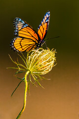 migration du papillon © chantal