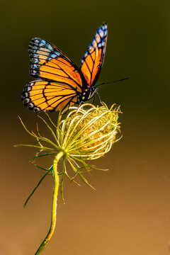 migration du papillon
