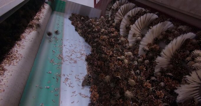 Extracting seeds from pine cones. The process of cleaning the cones and extracting the seeds for subsequent forest restoration.