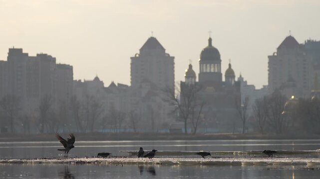 crows on an ice floe against the backdrop of the city