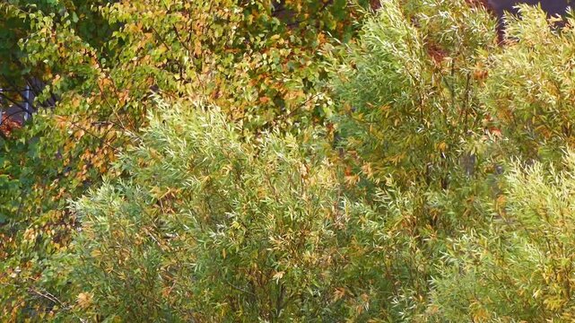 trees with multicolored leaves buffeted by the autumn wind