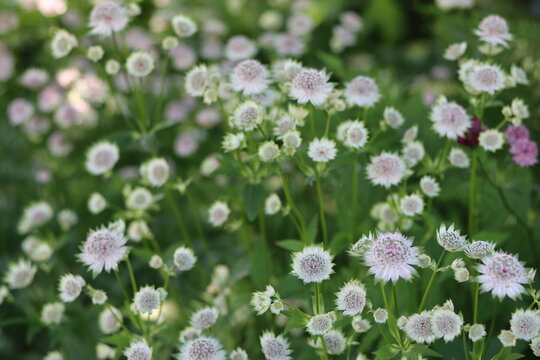 Astrantia flowers in a garden