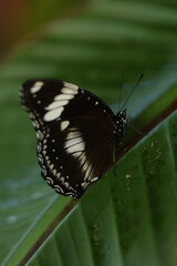exotic butterfly on a leaf close up © Ksenia Konovalova