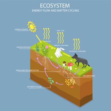 3D Isometric Flat Vector Illustration of Ecosystem Nutrient Cycle, Energy Transfer And Matter Cycling