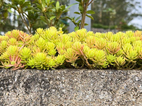 yellow angelina sedum growing on concrete planter, vibrant green and pink succulent leaves in close-up view with copy space, outdoor landscaping and gardening
