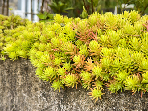 bright yellow angelina sedum growing on concrete wall, vibrant succulent plant with reddish tips in close-up view soft focus and copy space, spring gardening