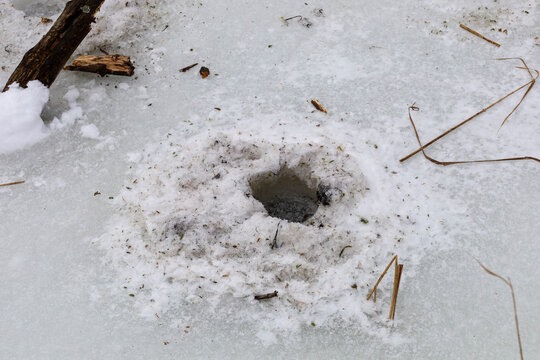 Small hole in frozen ice and snow of a lake or river reveals dark water. Around the opening lie remnants of melting snow, pieces of bark and dry plant stems. This minimalist winter detail conveys fros