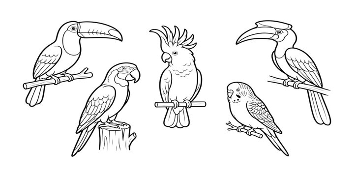 Exotic parrot and toucan bird collection, hand drawn line art illustration set on white background