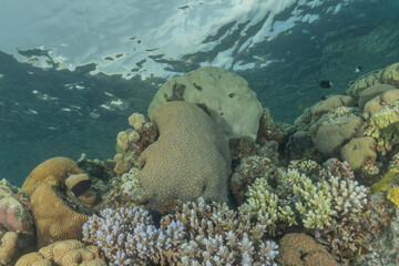 Coral reef and marine life in the Red Sea, Eilat, Israel   © yeshaya