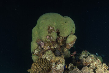 Coral reef and marine life in the Red Sea, Eilat, Israel   © yeshaya