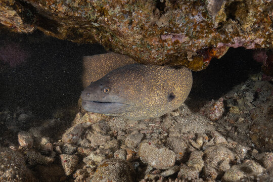 Moray eel (Gymnothorax undulatus) in the Red Sea, Eilat, Israel
