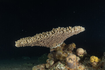 Coral reef and marine life in the Red Sea, Eilat, Israel   © yeshaya