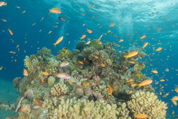 Coral reef and marine life in the Red Sea, Eilat, Israel   © yeshaya