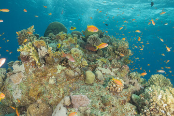 Coral reef and marine life in the Red Sea, Eilat, Israel   © yeshaya