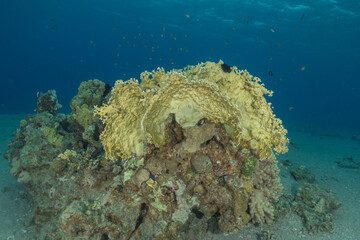 Coral reef and marine life in the Red Sea, Eilat, Israel   © yeshaya