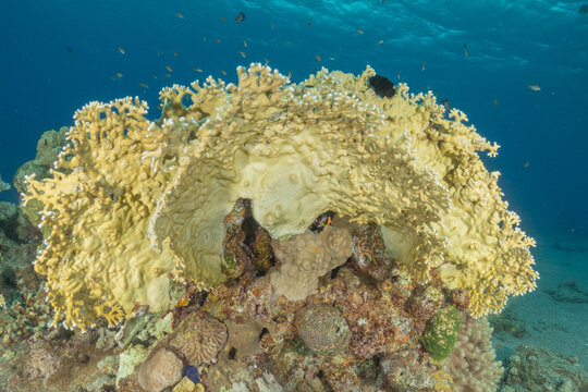 Coral reef and marine life in the Red Sea, Eilat, Israel 
