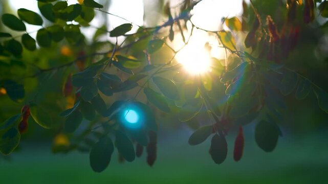 sun rays in green leaves