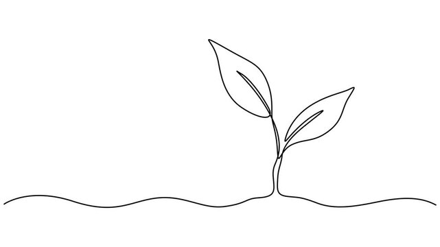 Animated self drawing of continuous line draw plant. Seedling gardening plant, sprout. Full length animation,  Animated vector illustration minimalist continuous line drawing of a small plant with pro