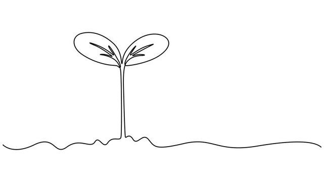 Animated self drawing of continuous line draw plant. Seedling gardening plant, sprout. Full length animation,  Animated vector illustration minimalist continuous line drawing of a small plant with pro