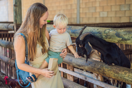 Little boy feeds a goat with his mother's help at a petting farm. Hands on learning and animal education.