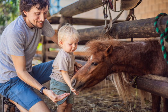 Father supports his toddler during a close pony encounter. Early childhood learning through animal encounters.