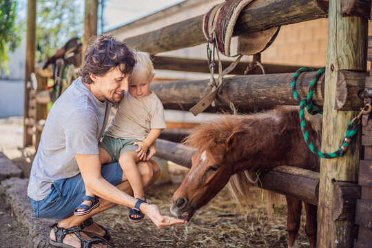 Father feeds a pony with his toddler at a petting farm. Hands on learning and animal education.
