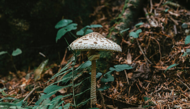 Fungo mazza di tamburo nel sottobosco tra aghi di abete e felci