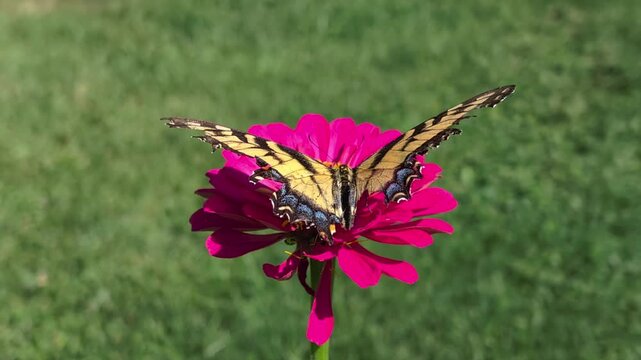 Tiger Swallowtail Butterfly sitting on zinnias in Illinois