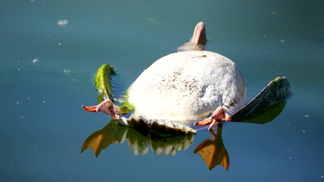dead duck swimming in water