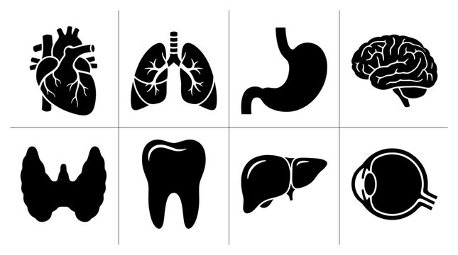 Human organs set with heart, lungs, stomach, brain, thyroid, tooth, liver and eye icons