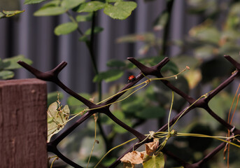 Ladybug Crawling on Dark Plastic Mesh Garden Fence © Farkhad