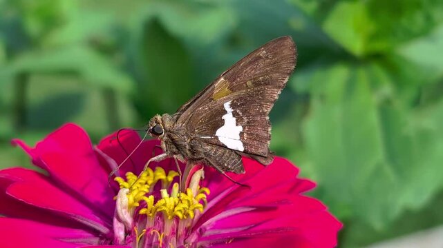 Silver Spotted Skipper Butterfly on garden zinnias in Illinois