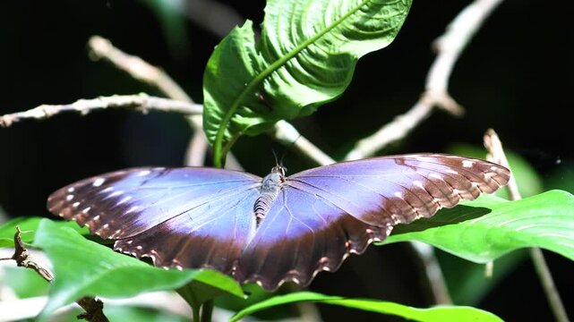 Morpho butterfly, or Blue Morpho, sitting on a plant in the jungle of Belize