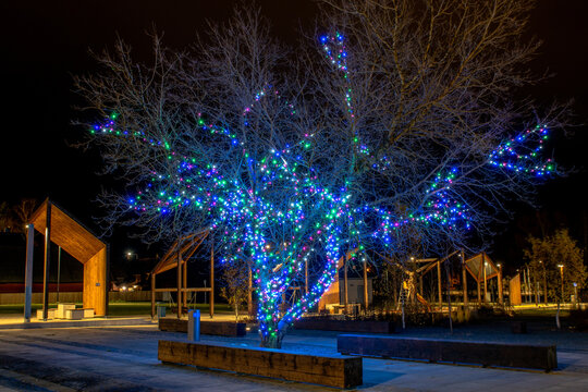 Colorful string lights wrapped around a bare tree in town square at night