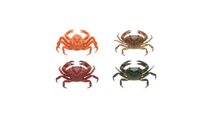 Four different species of crabs isolated on transparent background © Emdadul