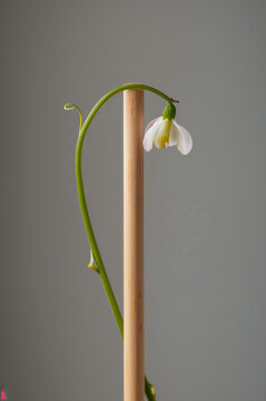 A single white snowdrop flower hanging from a thin green stem attached to a vertical wooden dowel against a plain neutral grey background wall