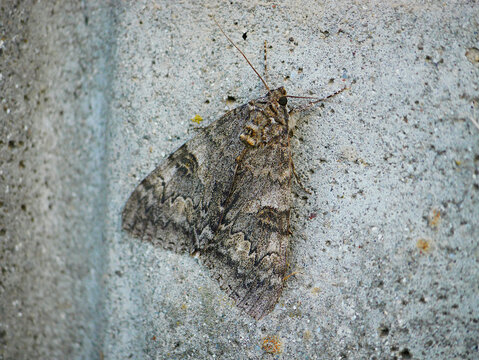 Red underwing moth (Catocala nupta) resting on a concrete wall