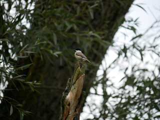 Marsh tit (Poecile palustris) perched on a tree trunk in a riparian forest © Mariusz